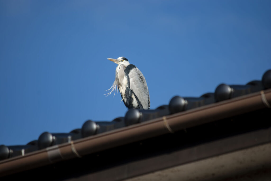 屋根の上のアオサギ