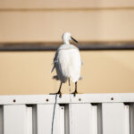 ベース、ベース、ベース。 ベース、ベース、ベース。