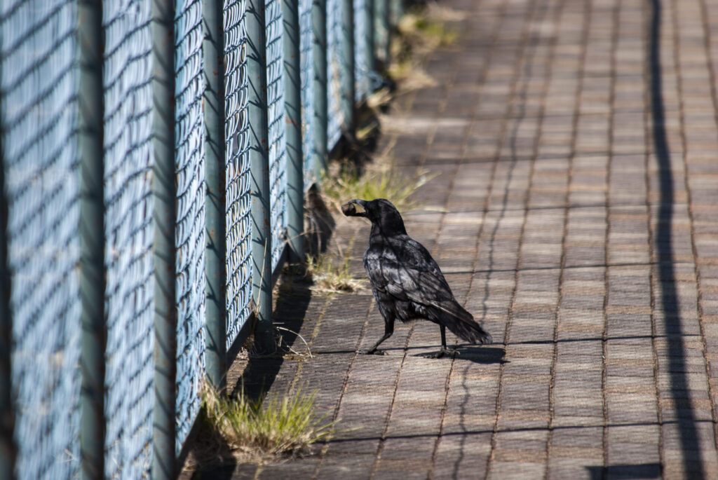 ハシボソガラス