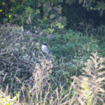 サンプンハン サンプンハン