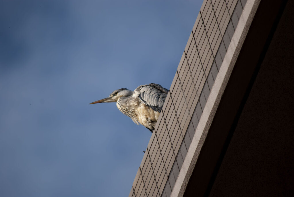 マンションのアオサギ