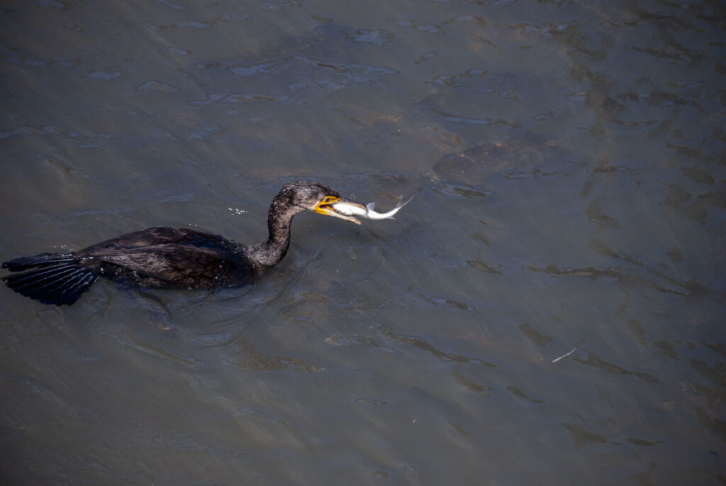 カワウの鵜呑み