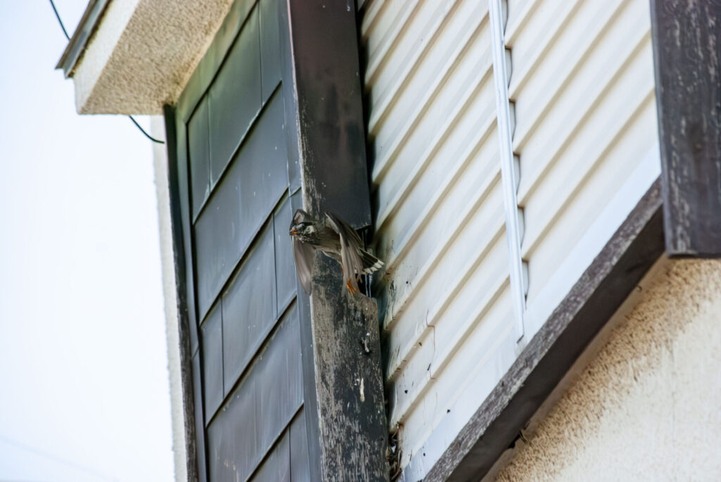 戸袋を巣にして給餌するムクドリ