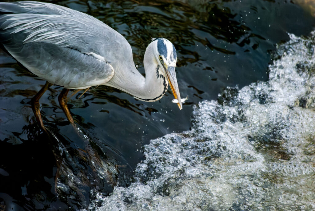 小魚を捕まえるアオサギ