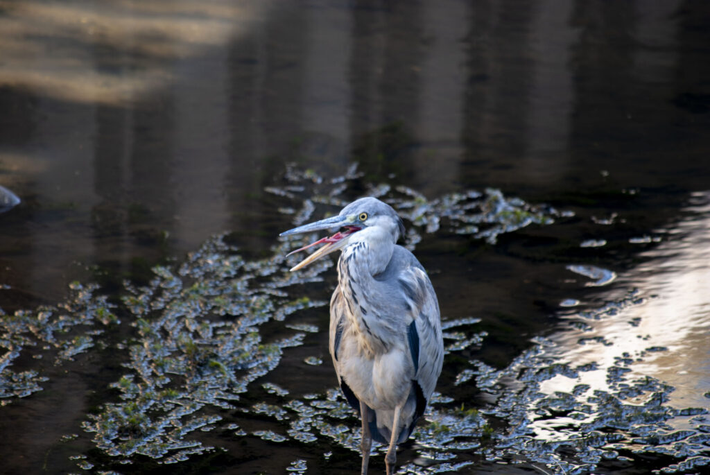 口を開けたままのアオサギ