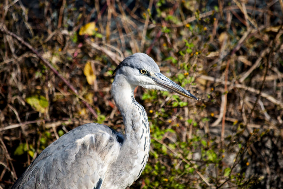 ものたりなくない ものたりなくない