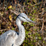 ものたりなくない ものたりなくない
