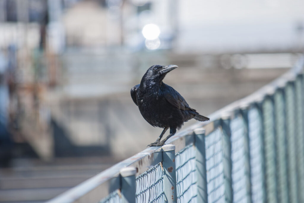 ハシボソガラス