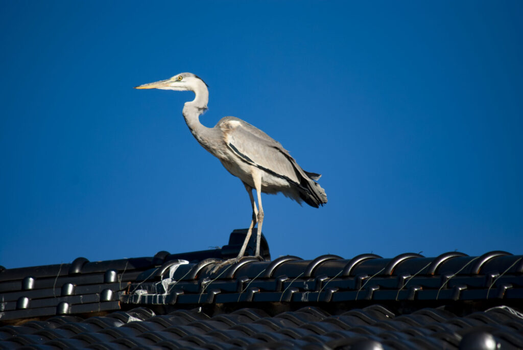 屋根の上のアオサギ