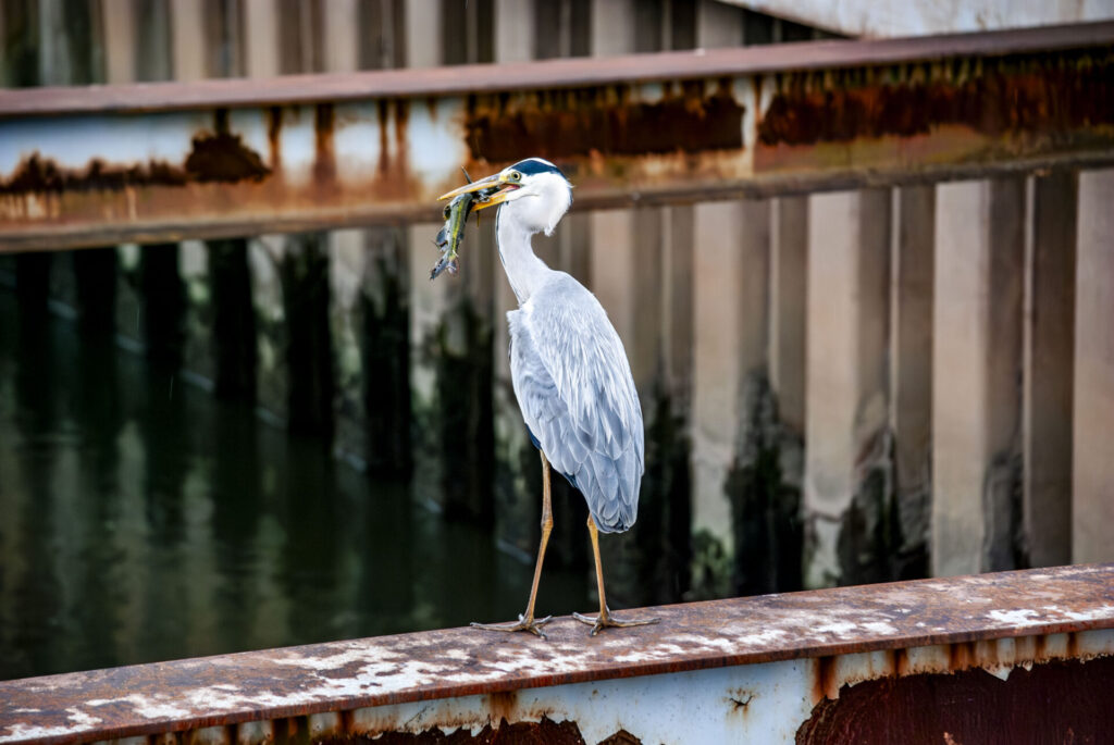 ナマズを咥えるアオサギ