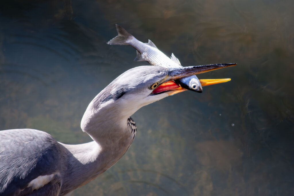 魚をゲットしたアオサギ