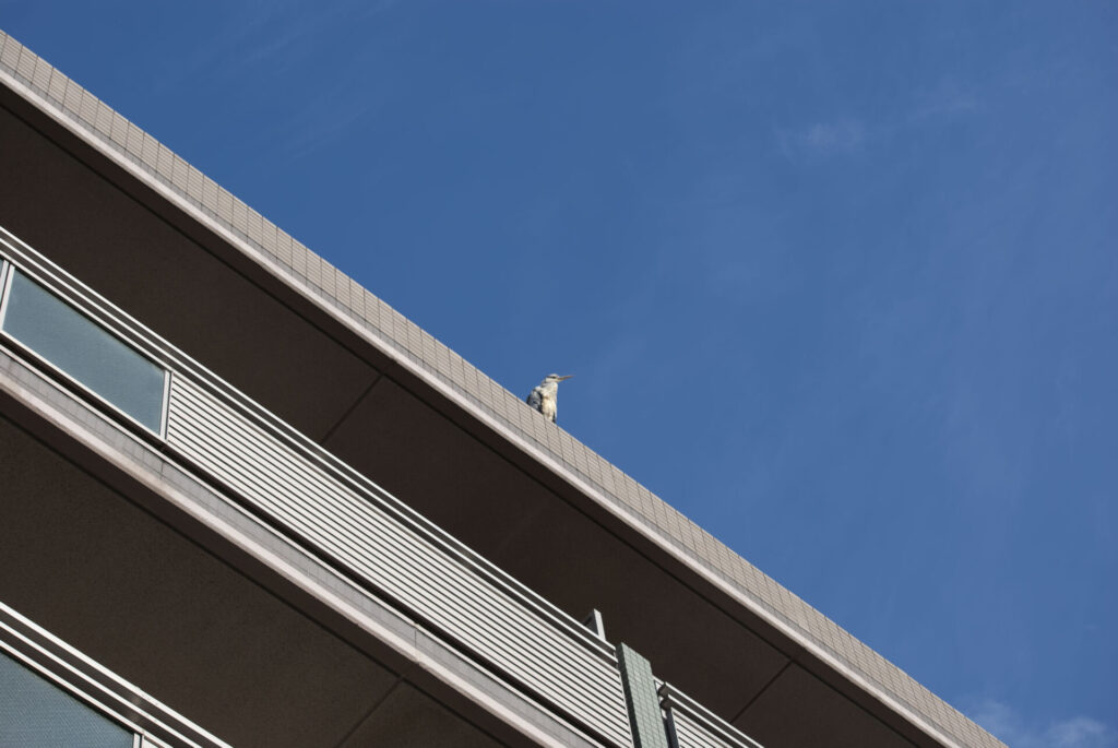 マンションのアオサギ