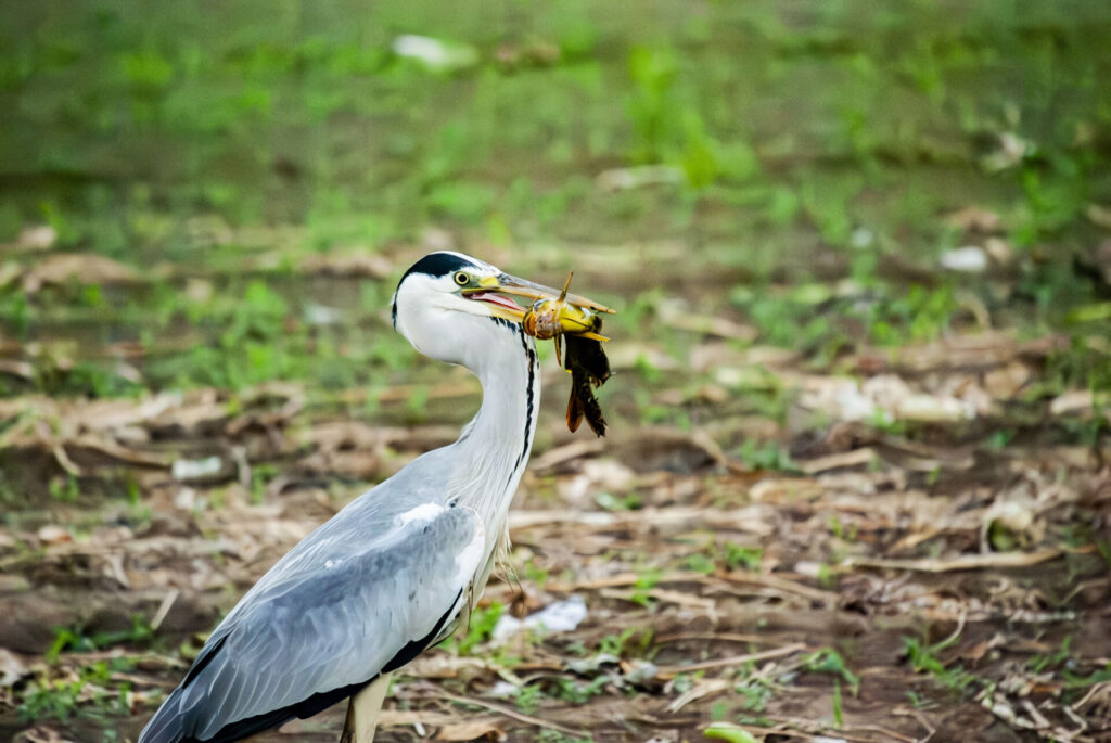 ナマズを咥えるアオサギ