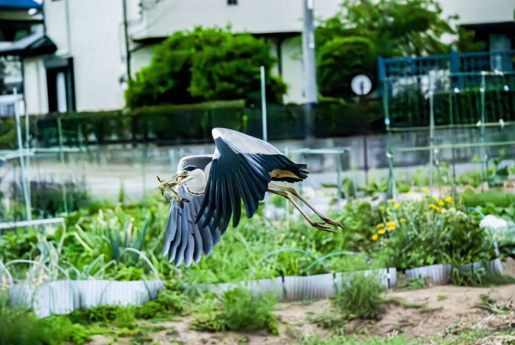 ナマズを咥えるアオサギ