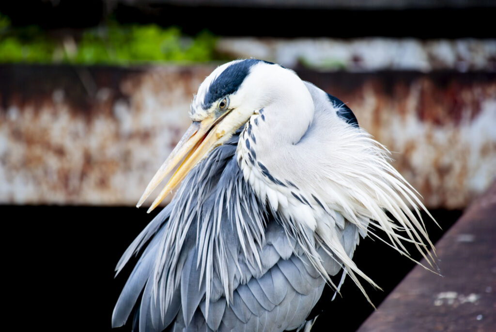 アオサギを1/1000のシャッタースピードで撮る