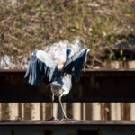 キレなくて キレなくて