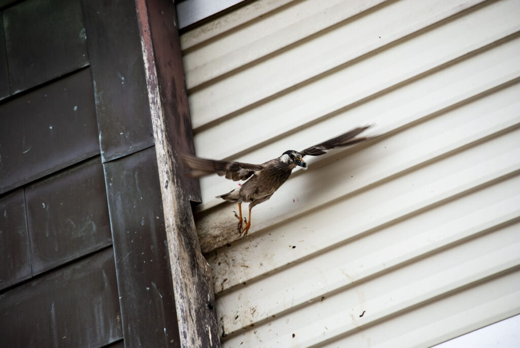 戸袋を巣にして給餌するムクドリ