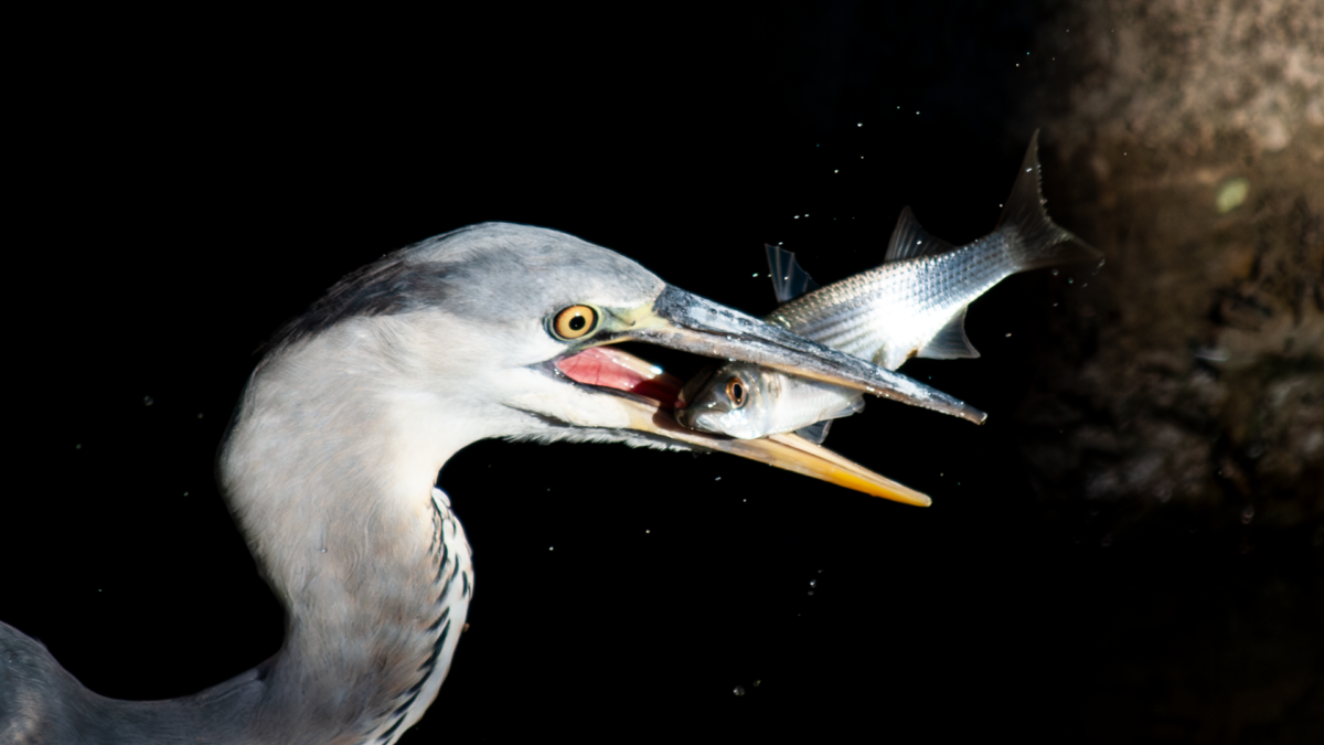 負の皮算用 負の皮算用