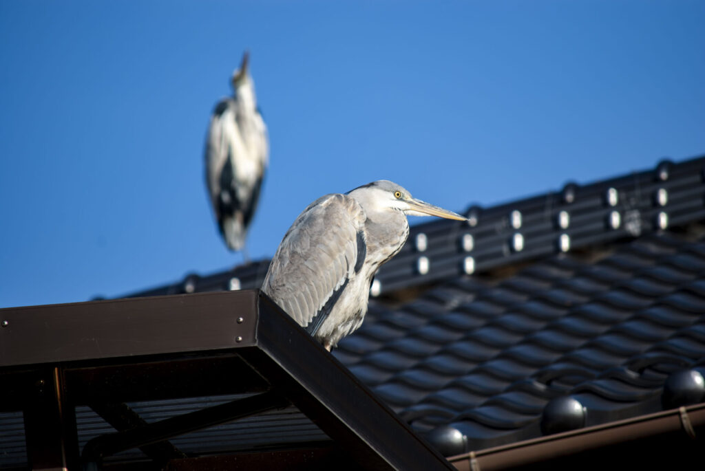 屋根の上のアオサギ