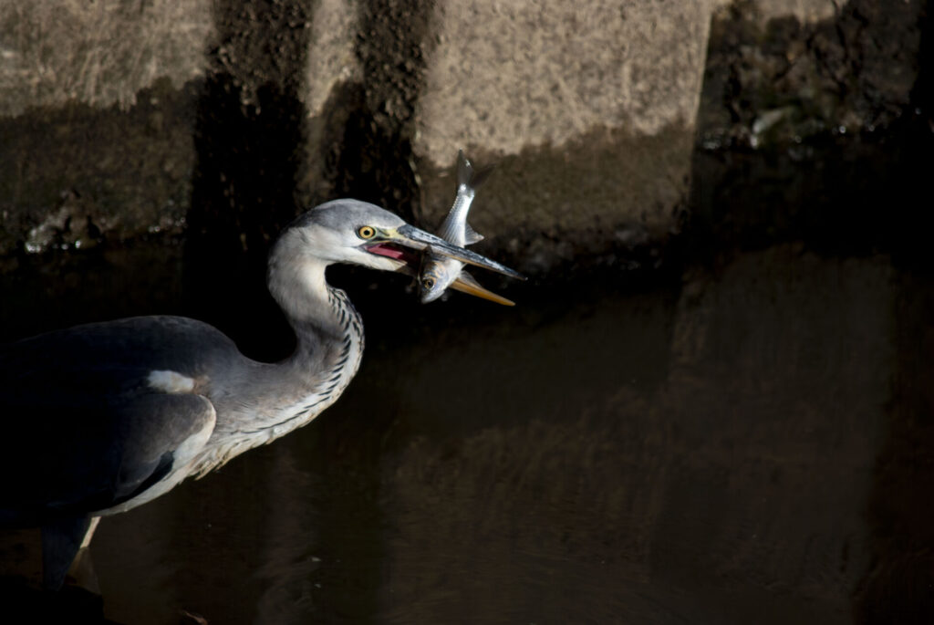 魚を咥えたアオサギ