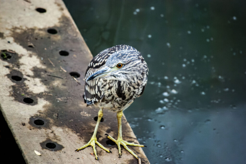 ホシゴイ(ゴイサギ幼鳥)