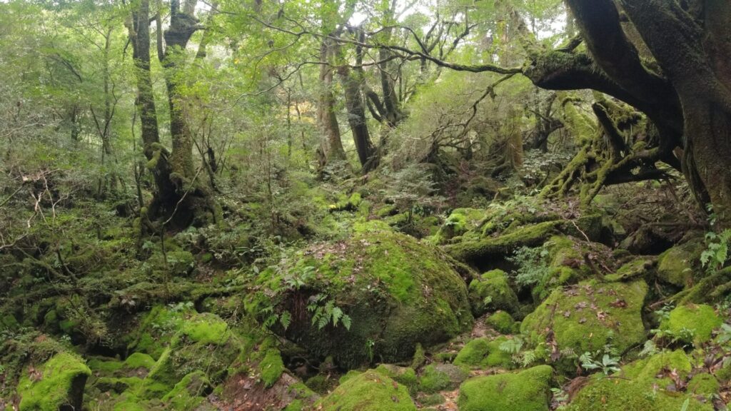 苔むす森