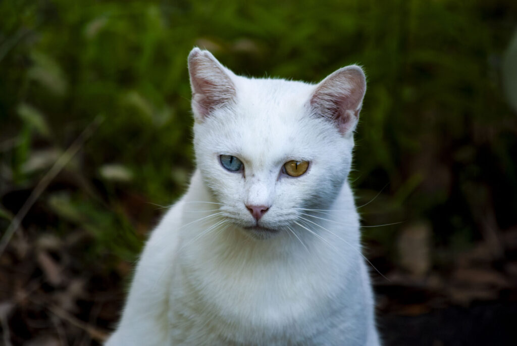 オッドアイ白猫