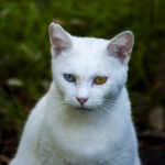 ニンゲンらしく ニンゲンらしく