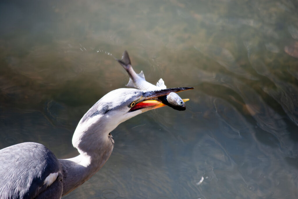 魚をゲットしたアオサギ