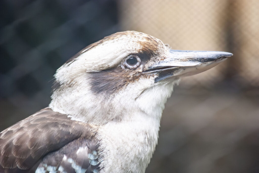 ワライカワセミ