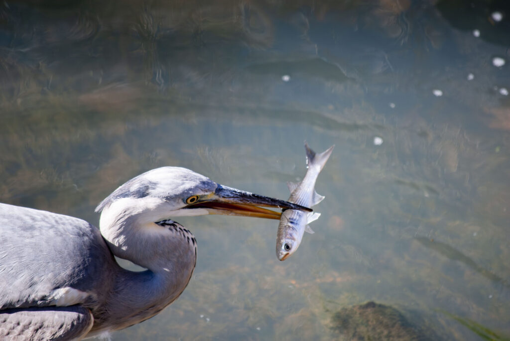 魚をゲットしたアオサギ