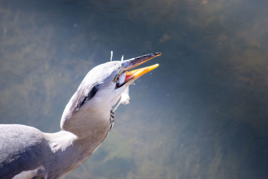 魚をゲットしたアオサギ