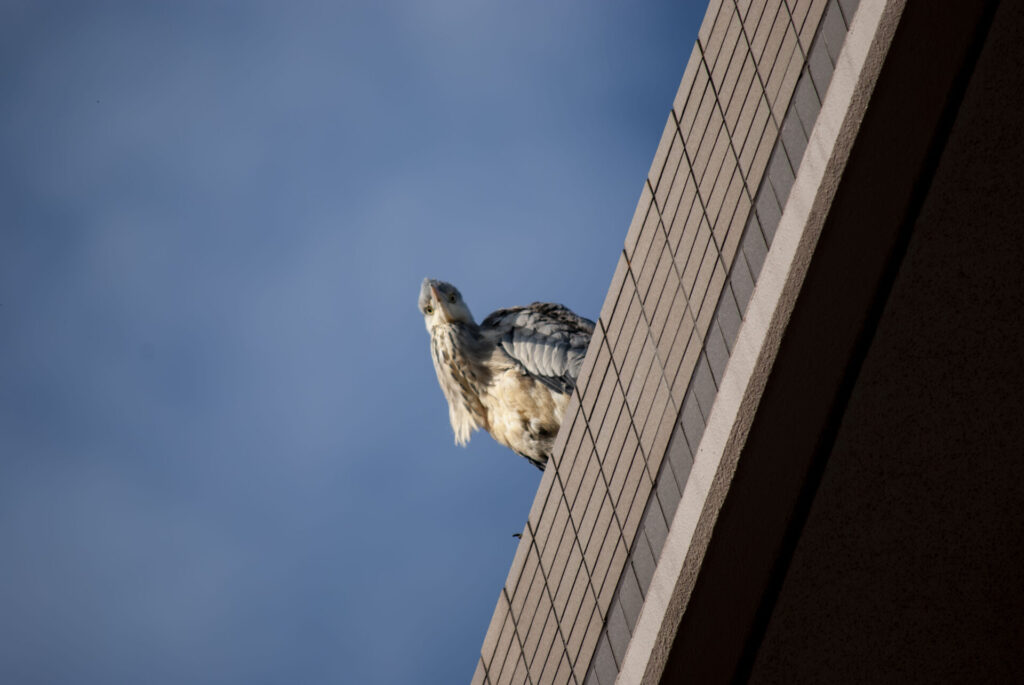 マンションのアオサギ