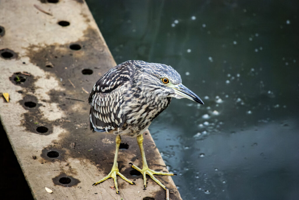 ホシゴイ(ゴイサギ幼鳥)