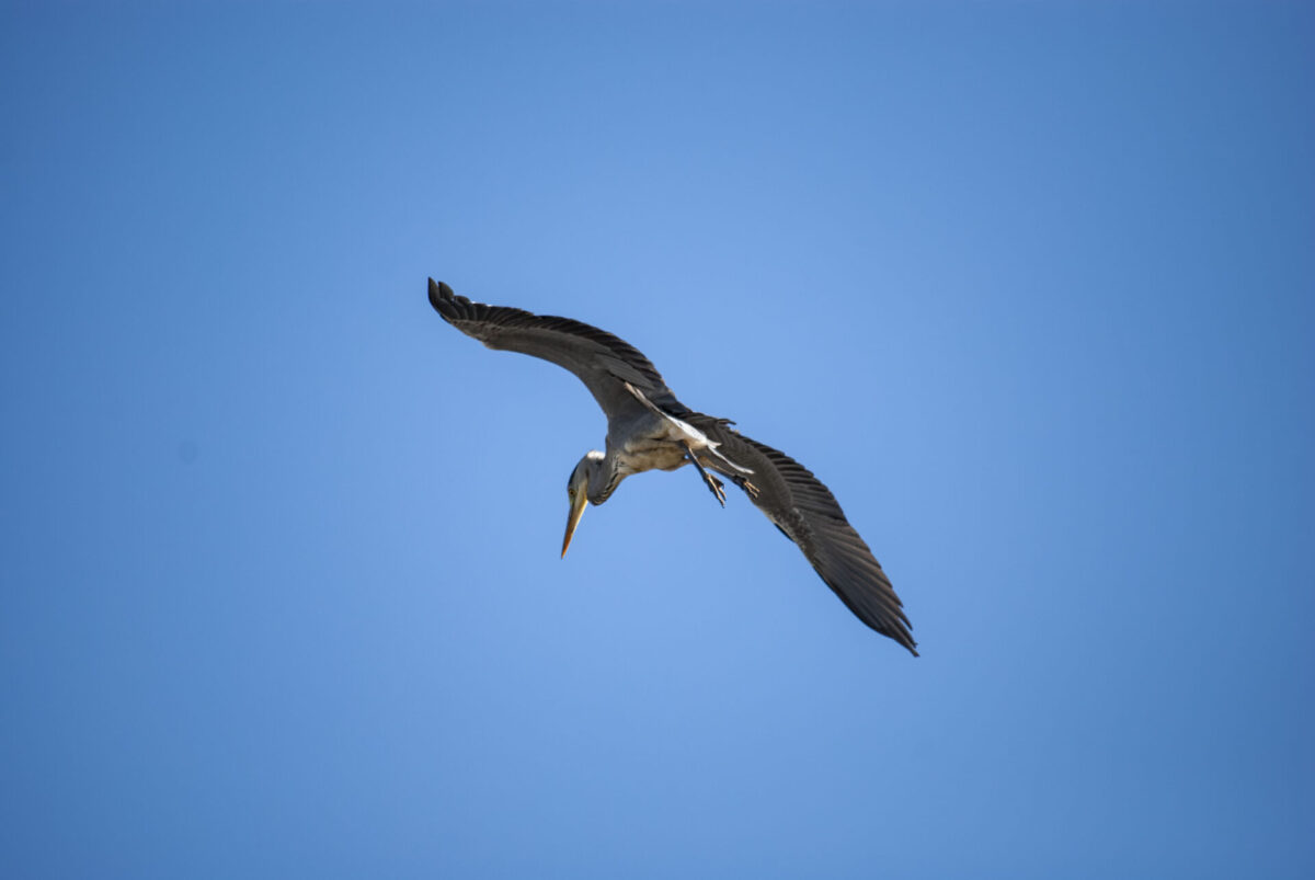 前モモを使わない 前モモを使わない