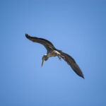 前モモを使わない 前モモを使わない