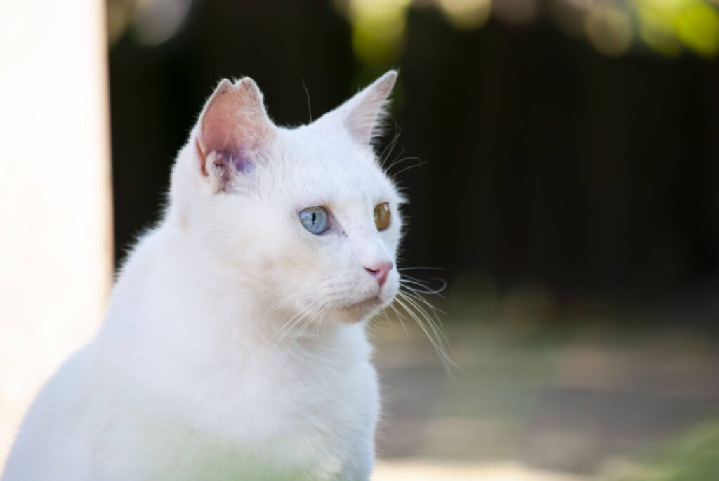白猫