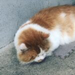 ふくしむらねこ