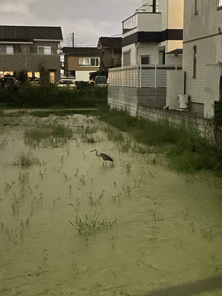 ナイトモードで撮ったアオサギ