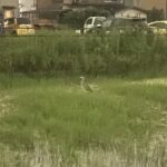 深呼吸できない 深呼吸できない