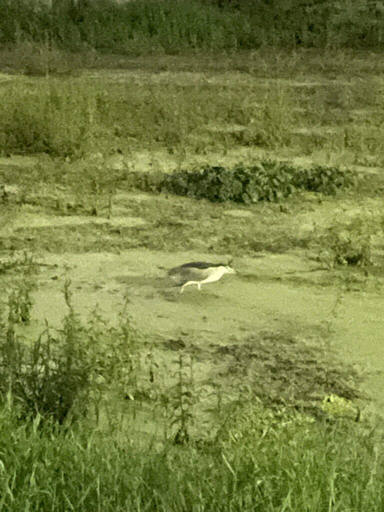 ゴイサギらしい