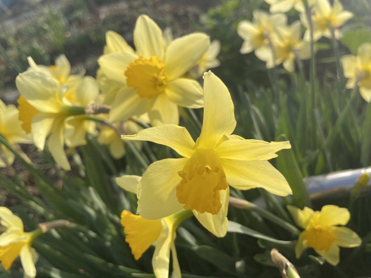 サンカケ サンカケ