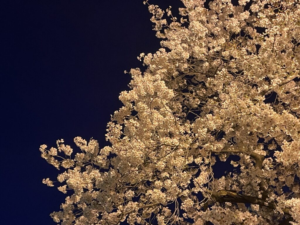 福祉村のライトアップ桜