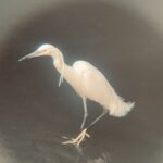 すずしいうちに すずしいうちに