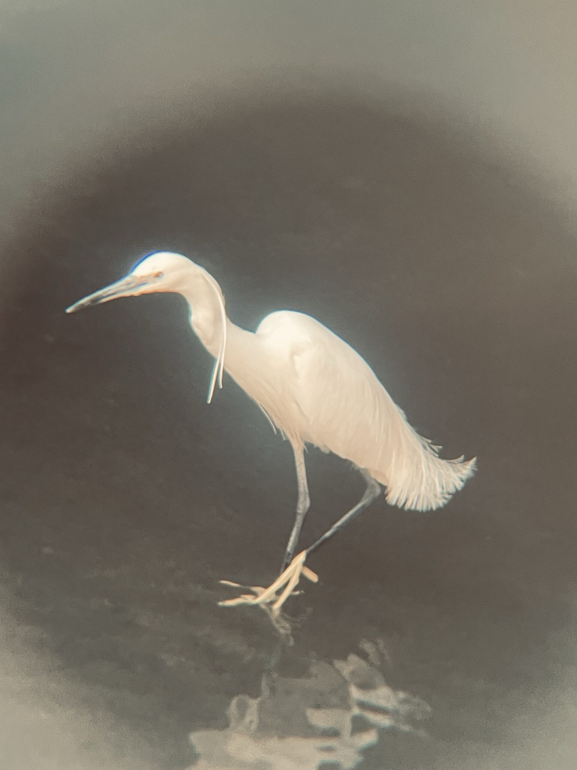 すずしいうちに すずしいうちに