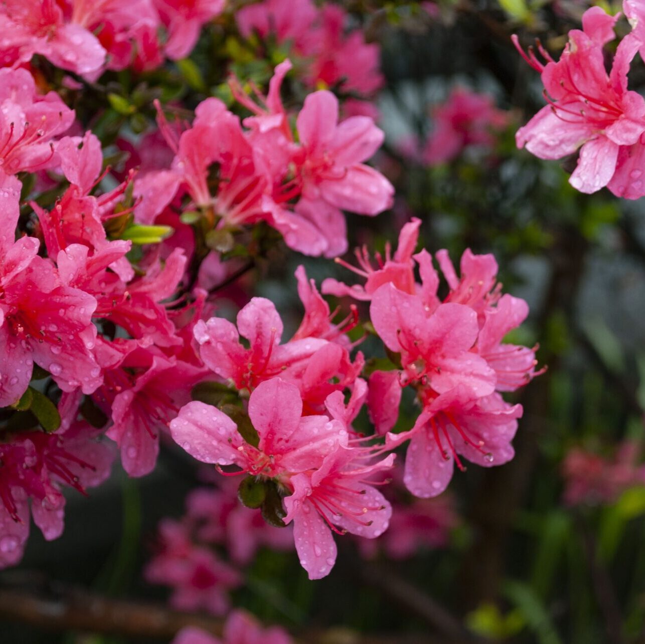 てぶくろした てぶくろした