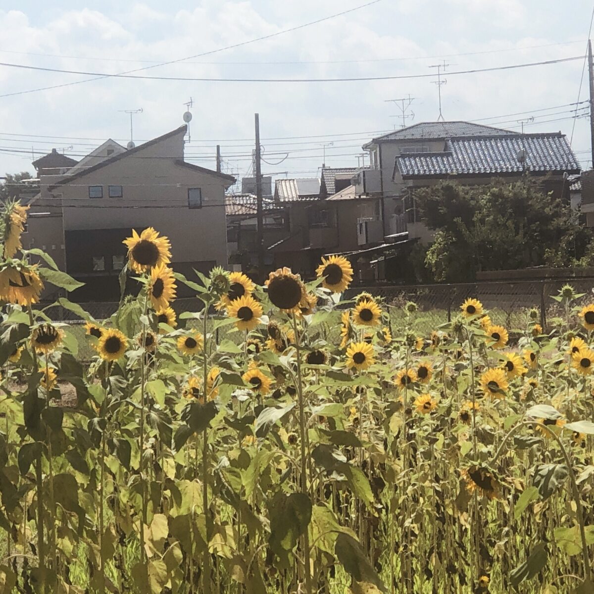 あ…つ… あ…つ…