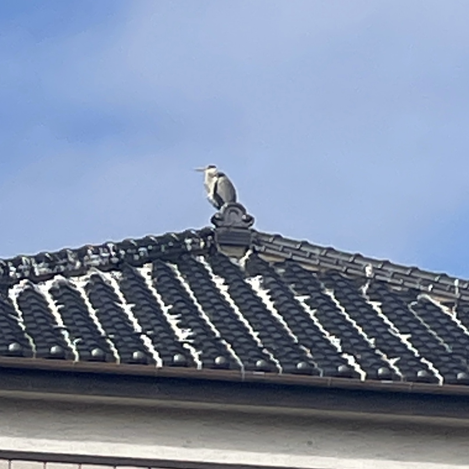 この白いやつ全部フン​