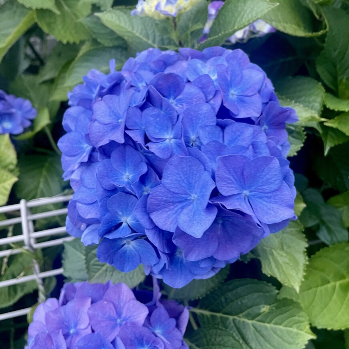 数ヶ月にいっぺん 数ヶ月にいっぺん