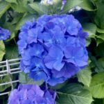 数ヶ月にいっぺん